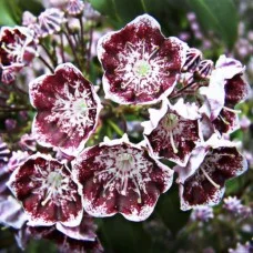 Laialehine kalmia JAN'S DELIGHT